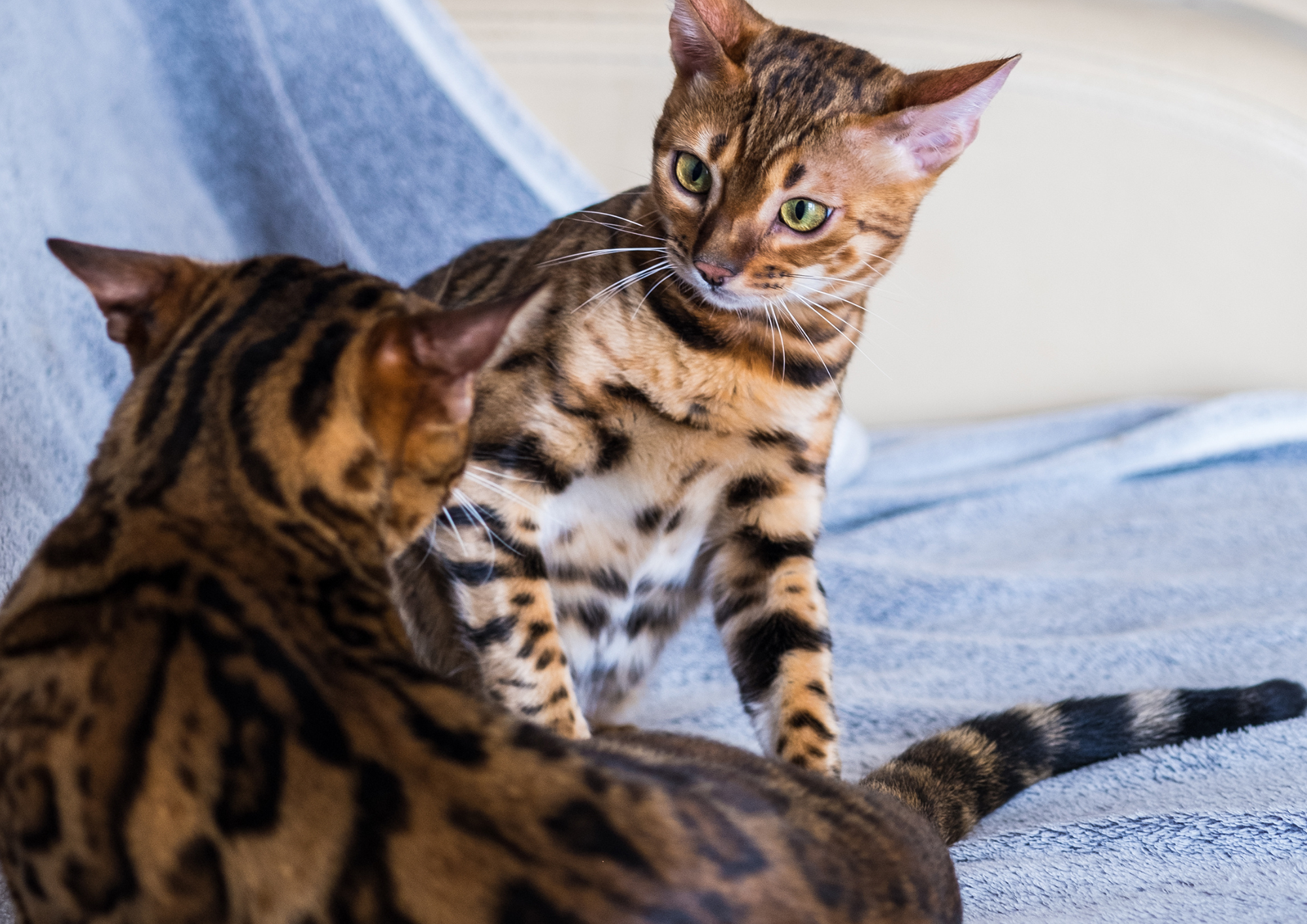 2 chats