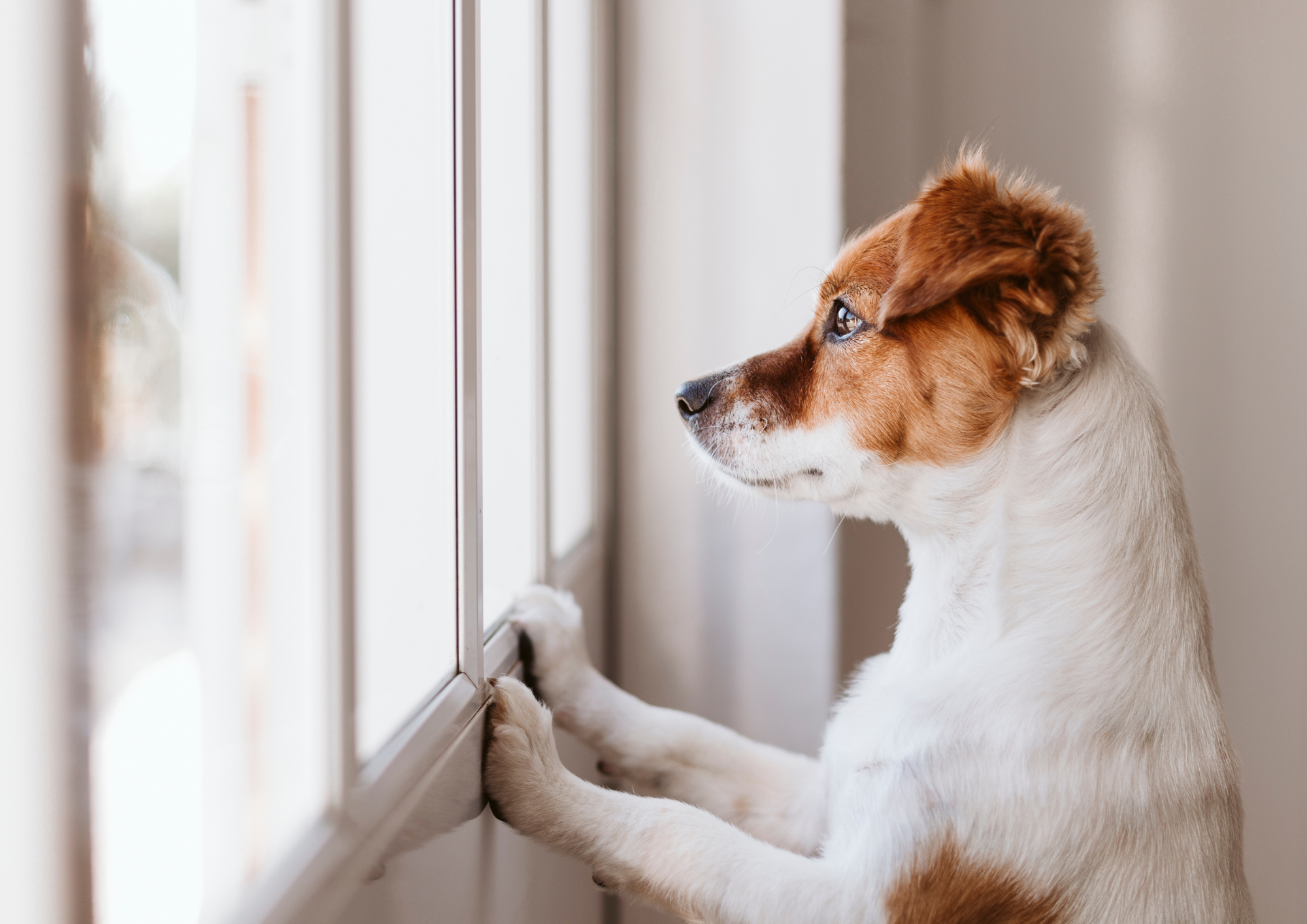 chien solitude