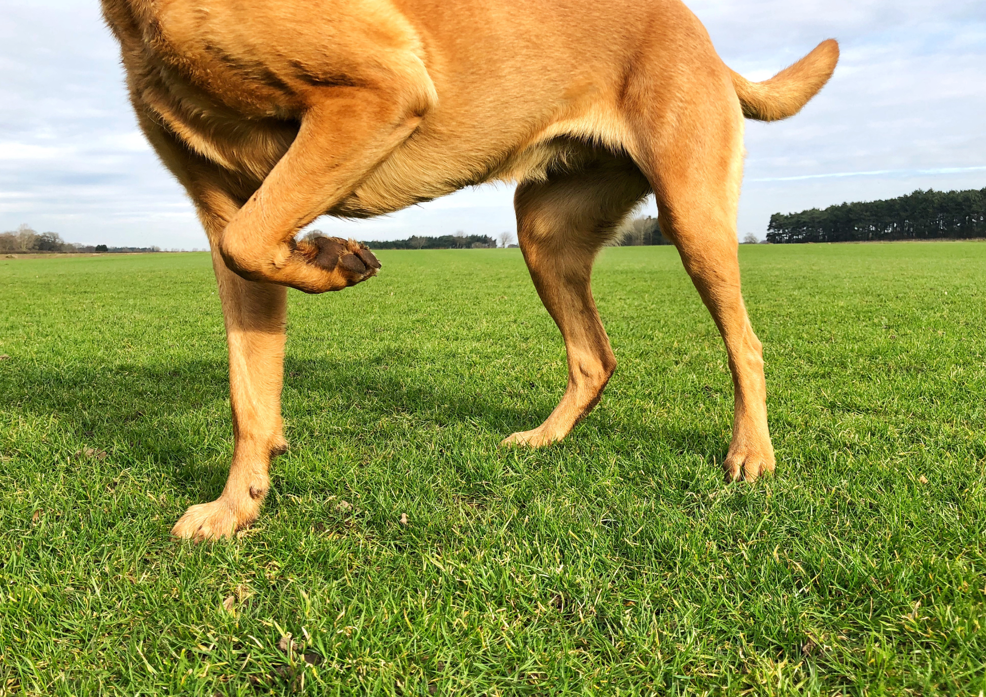 chien boite