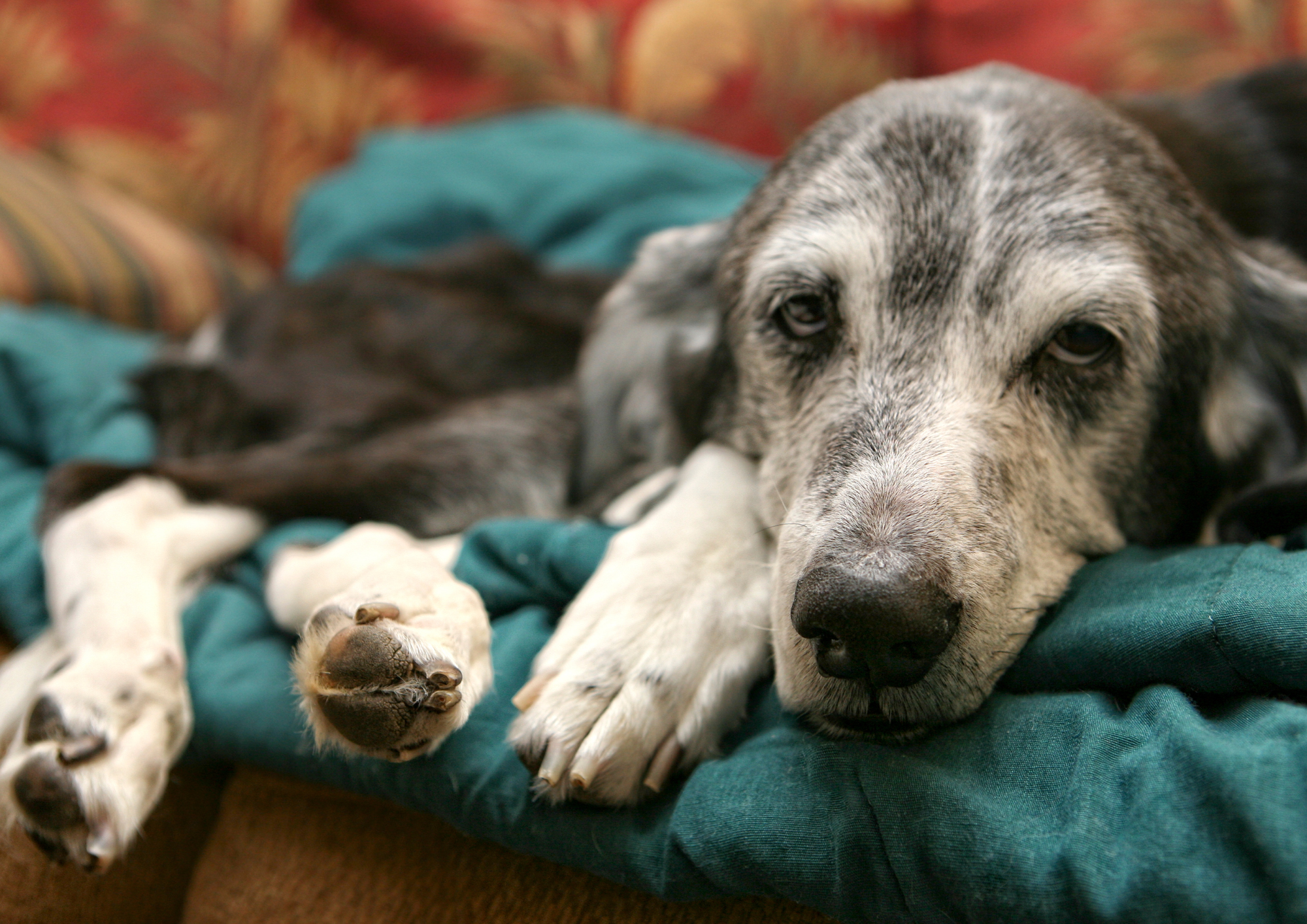 chien malade