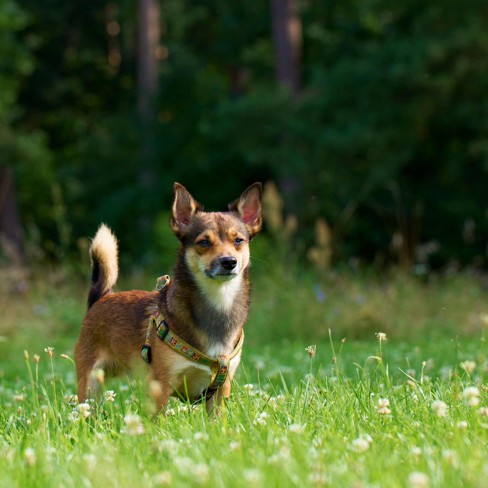 chien
