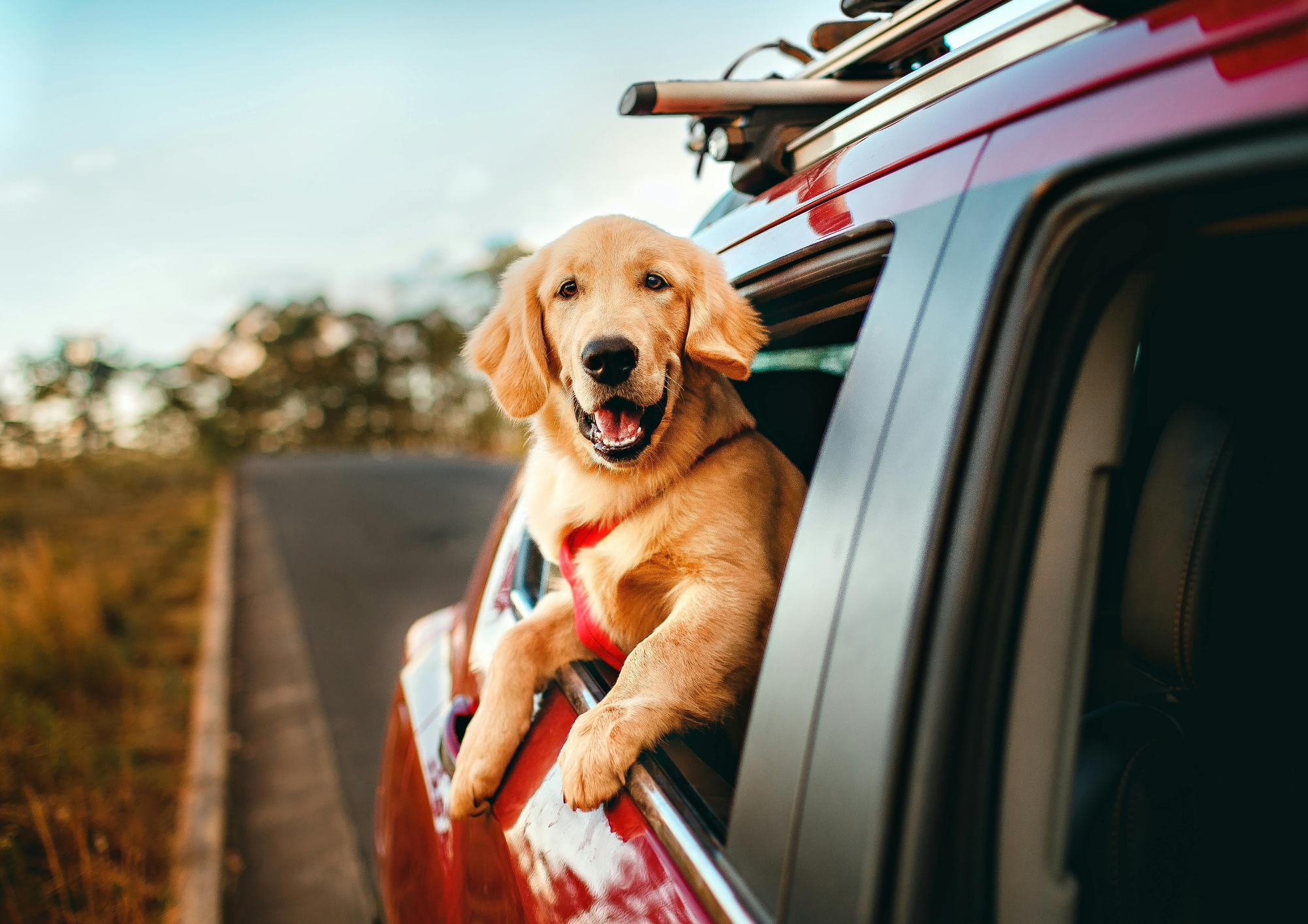 chien voiture