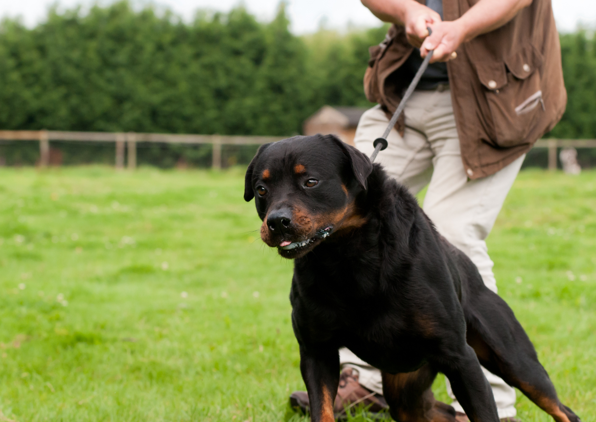 Chien enthousiaste tirant en laisse pendant une promenade