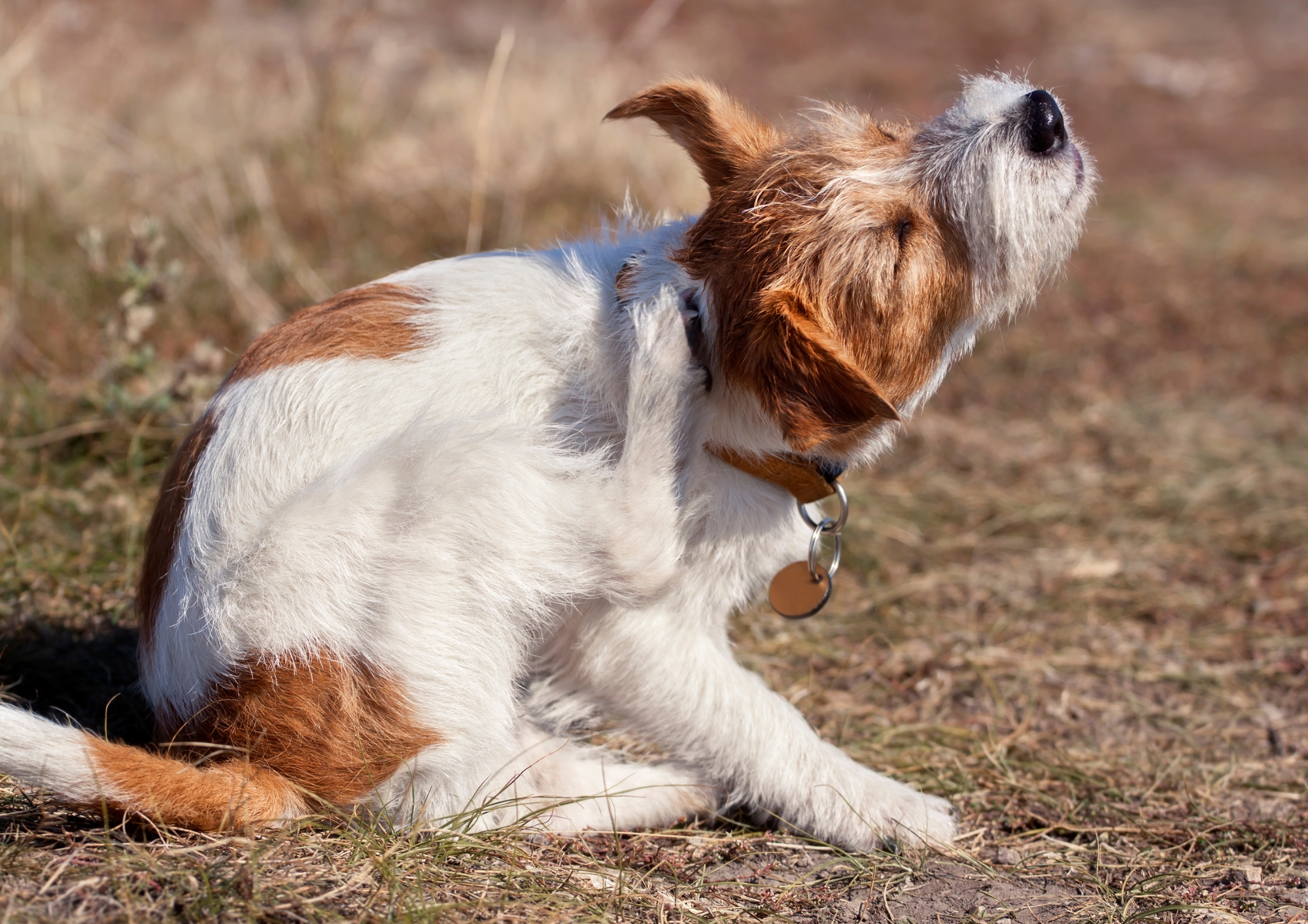 Chien qui se gratte