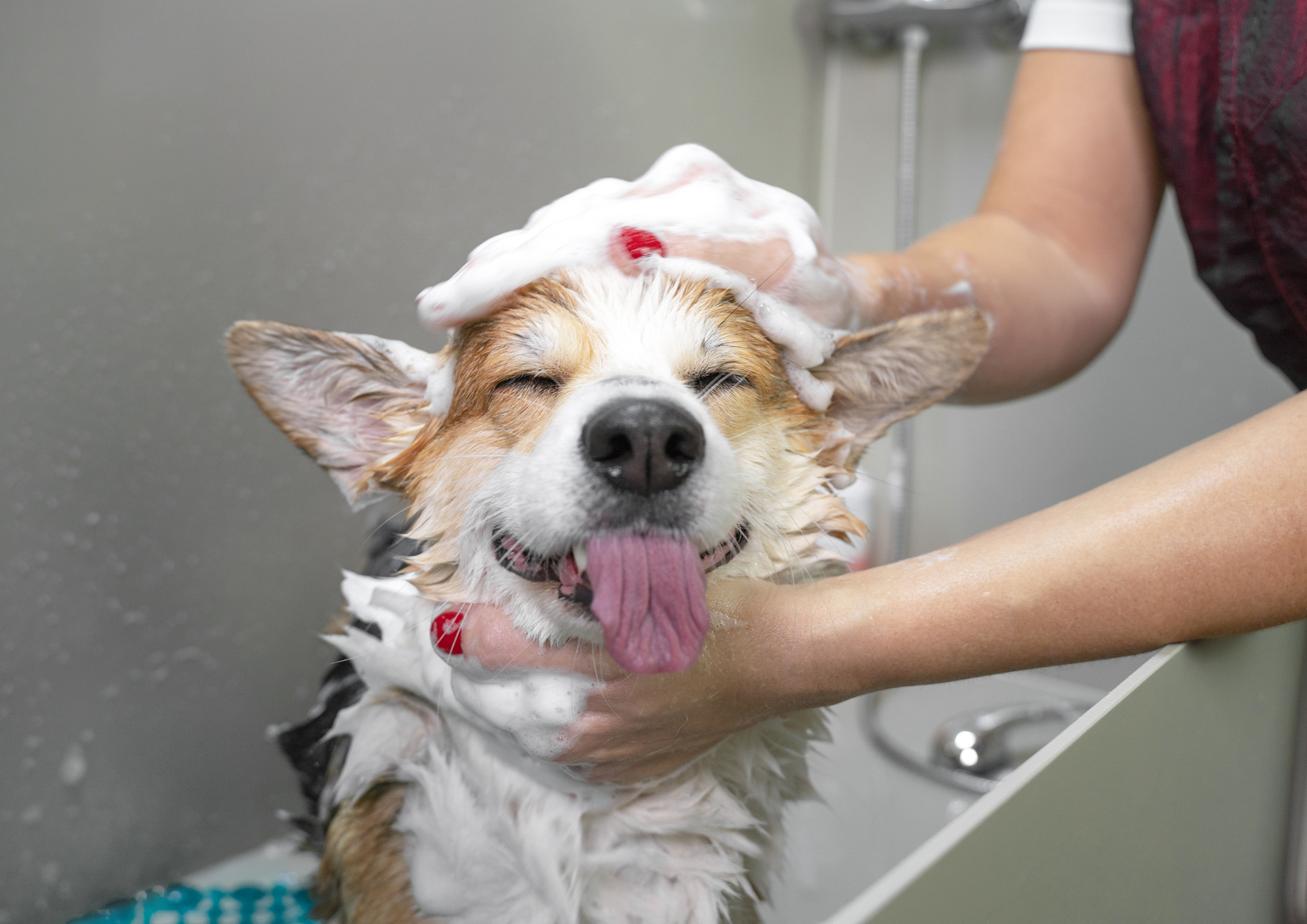 bain chien