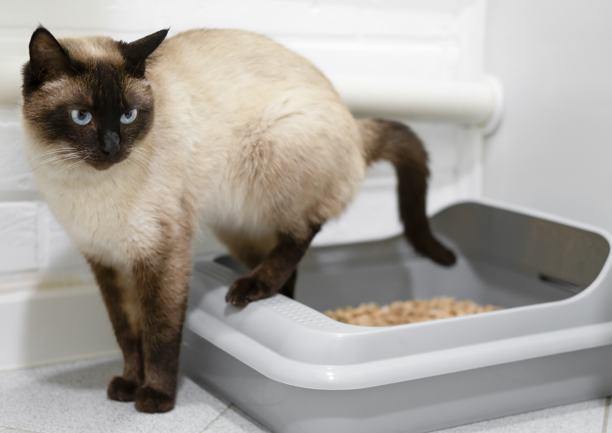 chat litière
