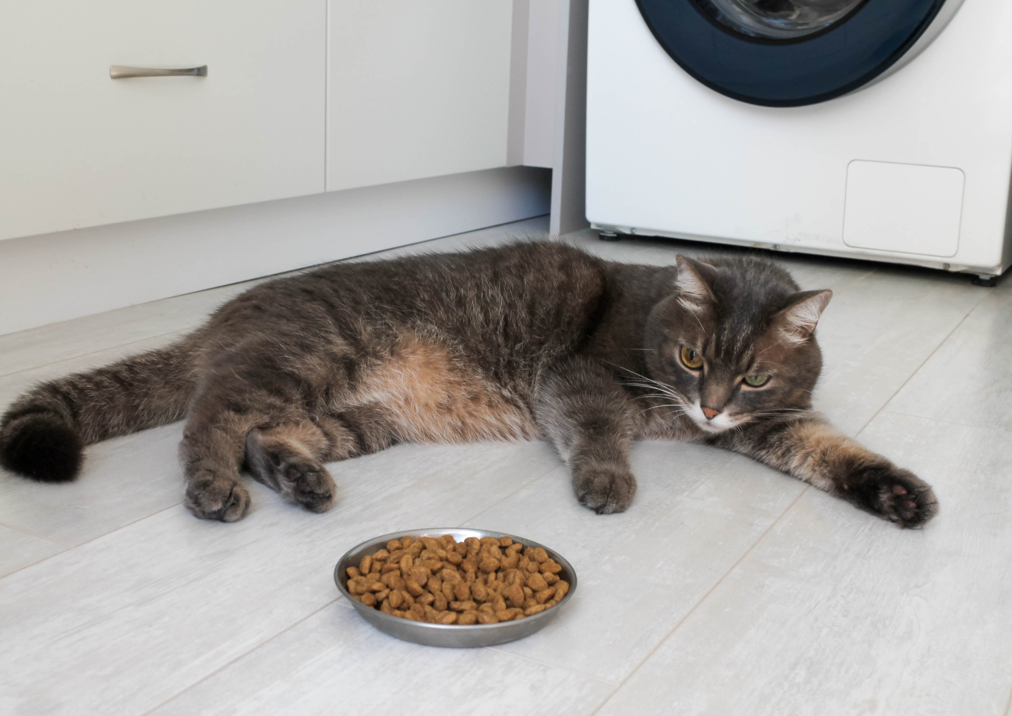 chat refuse sa gamelle